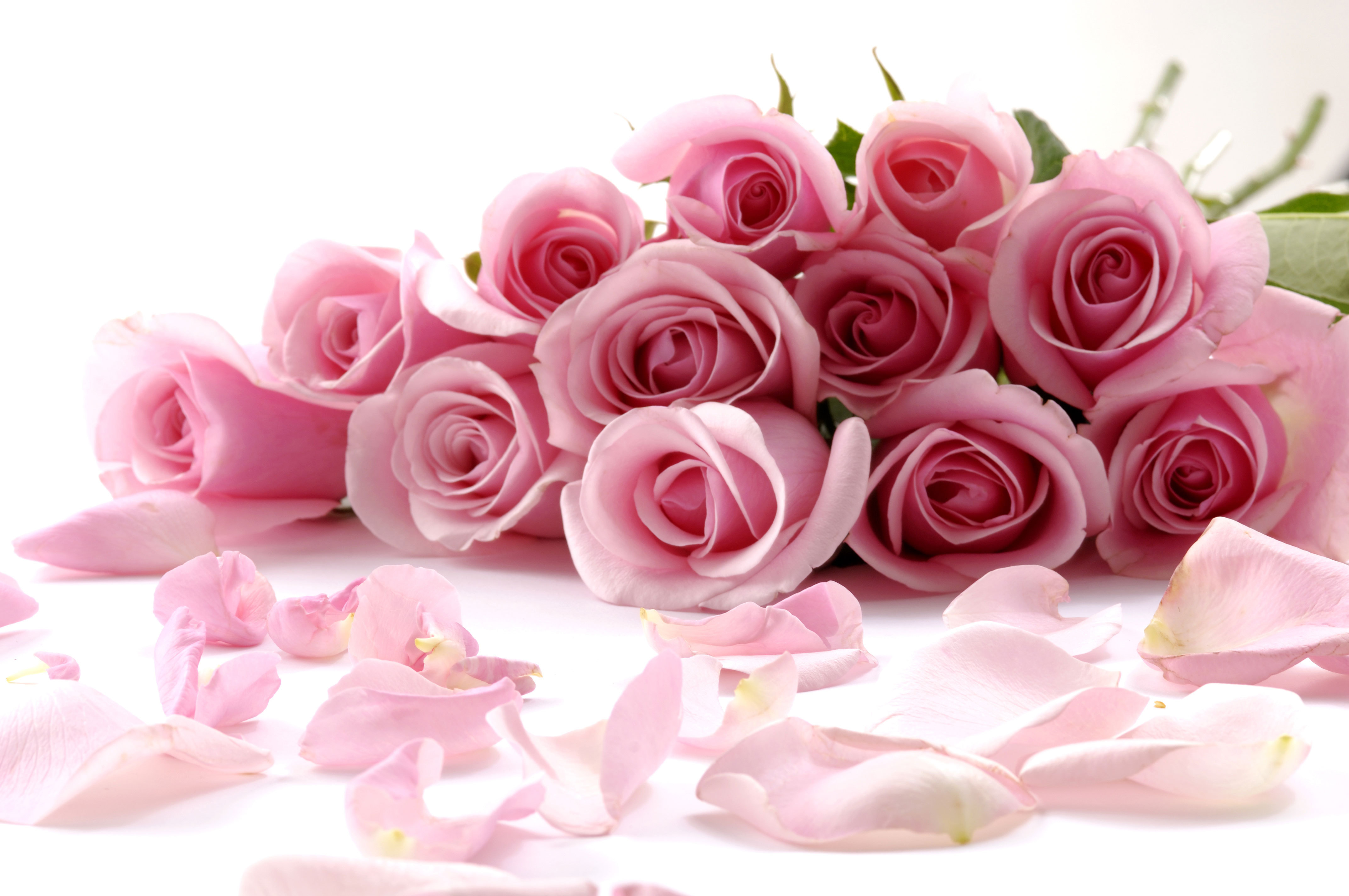 Nature___Flowers__038167_